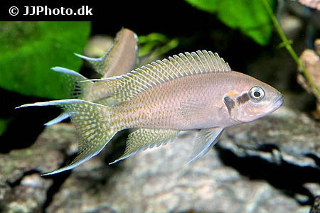 Prinsessen af Burundi (Neolamprologus pulcher)